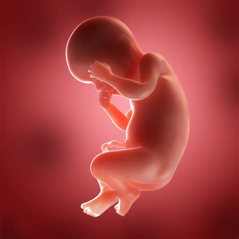 Slika ploda v maternici v 32. tednu nosečnosti