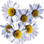 Cvetovi prave kamilice