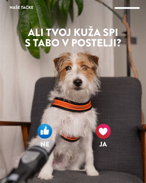 Ilustracija psa, ki mirno leži na svojem ležišču v kotu sobe