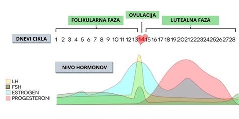 Diagram menstrualnega ciklusa z označenimi plodnimi dnevi
