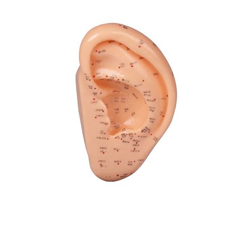 Diagram človeškega telesa z označenimi akupunkturnimi točkami