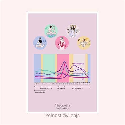 Ilustracija ženskih reproduktivnih organov in menstrualnega cikla
