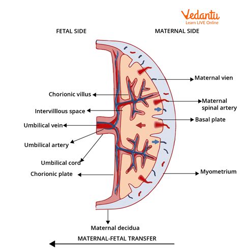 Diagram, ki prikazuje različne vrste placente previe glede na prekrivanje materničnega ustja.