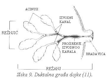 Diagram anatomije dojke
