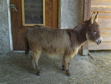 Miniaturni osel Ottie