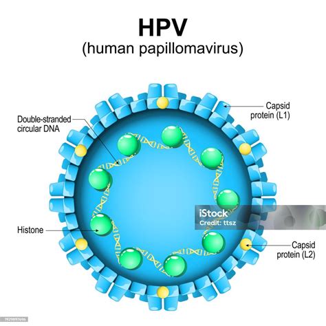 Diagram človeškega papiloma virusa (HPV)