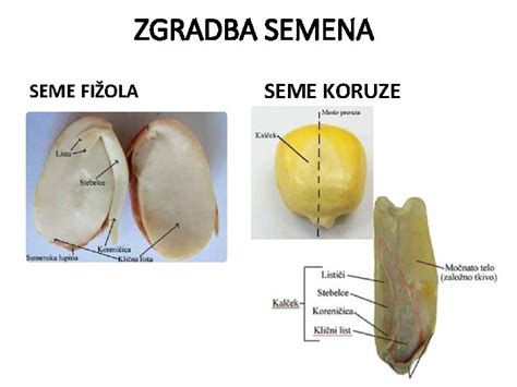 Zgradba semena