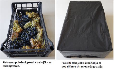 Vinogradnik z grozdjem v plastični banjici