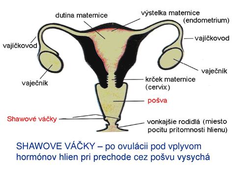 Diagram razvoja moških reproduktivnih organov v zarodku