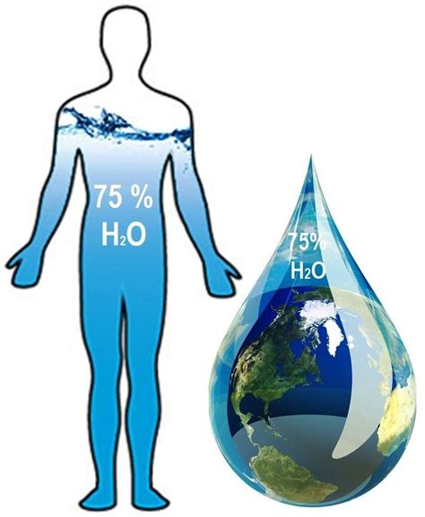 Diagram prikazuje, kako voda kroži v človeškem telesu.