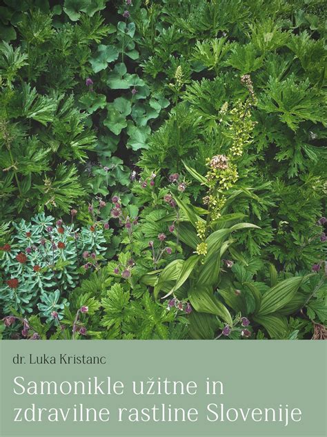 Zdravilne rastline za povečanje laktacije