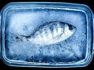 Zamrznjena riba v embalaži