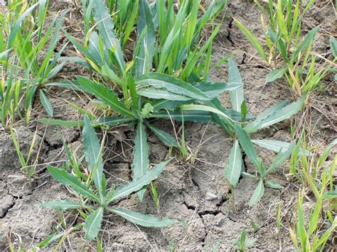 Primeri plevelov na njivah