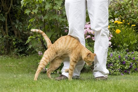 mačka označuje teritorij