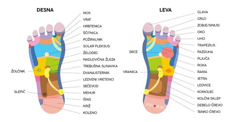 Refleksne točke na stopalu, ki ustrezajo različnim organom in telesnim sistemom.