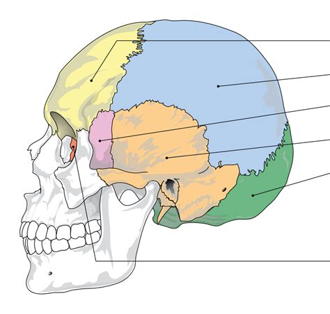 Diagram otrokove glave v medenici - OA vs OP