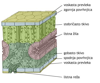 prečni prerez lista