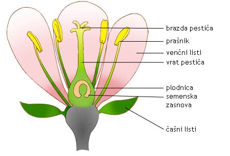 del cvetu s plodnico in semenskimi zasnovami