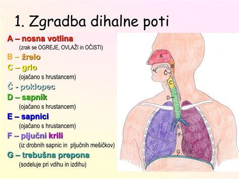 Ilustracija človeškega nosu in dihalnih poti