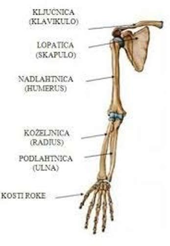 Diagram zgornjega in spodnjega gastrointestinalnega trakta