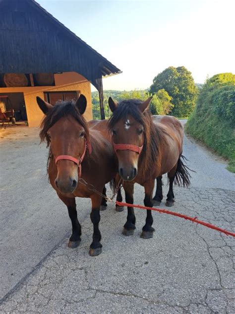 Diagram reprodukcijskega sistema kobile