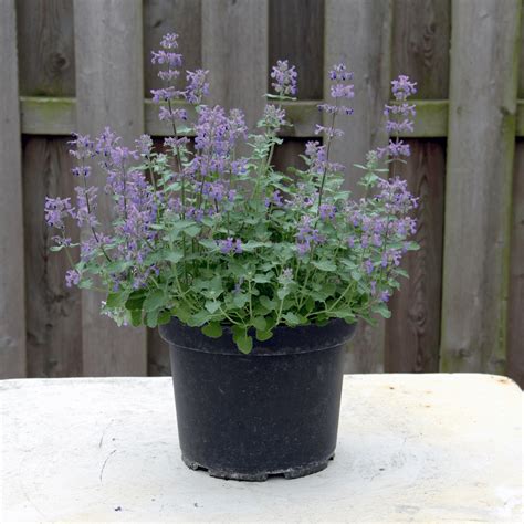 mačja meta (Nepeta cataria)