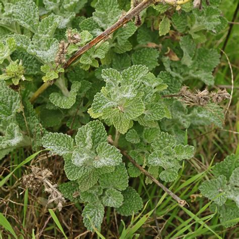 Marrubium vulgare (prava macina trava)