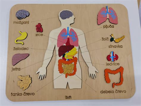 Diagram človeškega trebuha z označenimi organi