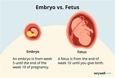 Fetus v maternici