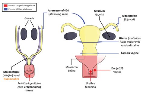 Anatomija ženskih zunanjih spolnih organov (vulva)