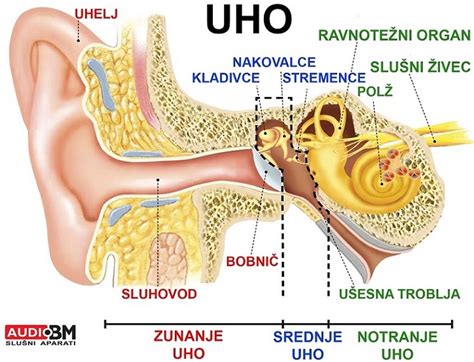 Diagram človeškega ušesa z označenimi deli: zunanje, srednje in notranje uho, bobnič, Evstahijeva cev.