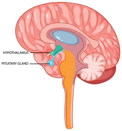 Diagram delovanja hipotalamus-hipofiza-gonadna os