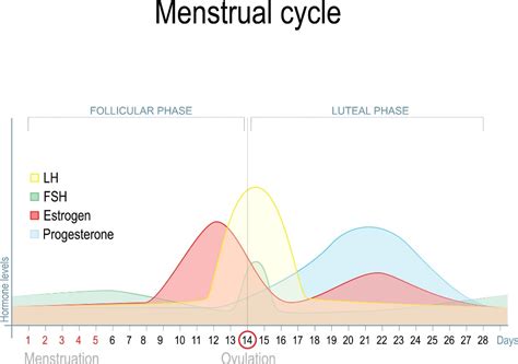 Grafikon, ki prikazuje ravni hormonov med menstrualnim ciklom