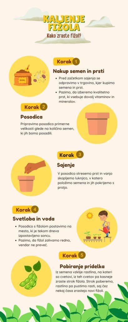 Diagram rasti fižola od semena do rastline