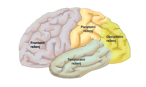 Diagram možganov z območjem možganske krvavitve