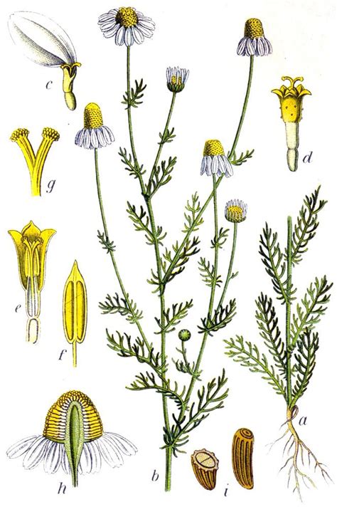 Ilustracija kamilice in ognjiča