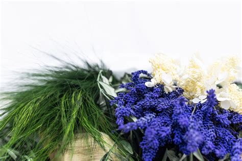 Ilustracija rastline sladkega janeža s cvetovi in semeni.