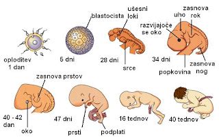 razvoj zarodka skozi tedne