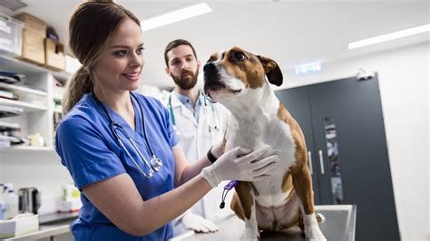 veterinar daje injekcijo psu