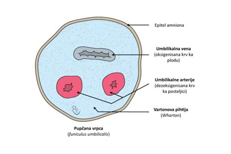 Diagram položaja posteljice v maternici