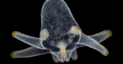 Ženska jajčece pod mikroskopom