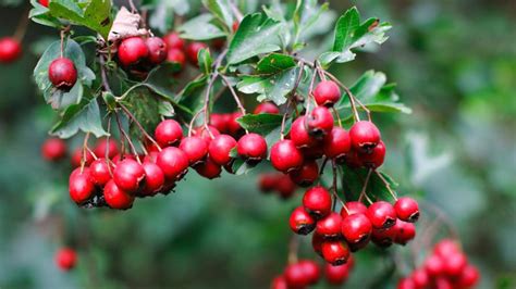 Cvetovi in plodovi gloga