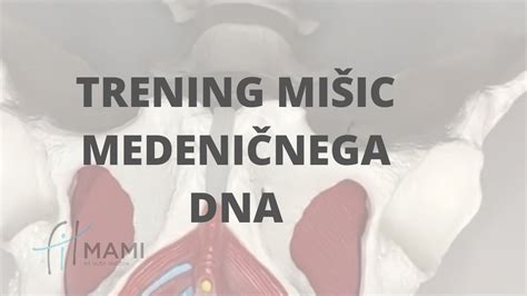 Diagram, ki prikazuje položaj diafragme in medeničnega dna med dihanjem