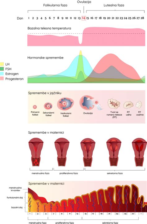 Diagram menstrualnega ciklusa in plodnih dni