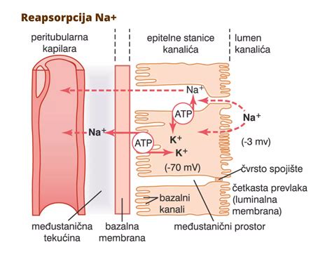 Fiziologija dojenja in hormonski vpliv