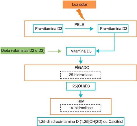 Diagram, ki prikazuje vpliv vitamina D na absorpcijo kalcija
