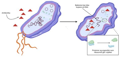 Diagram delovanja antibiotika