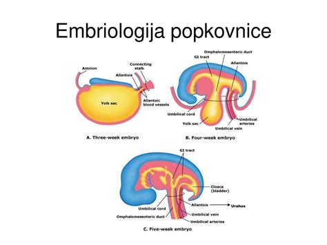 Ilustracija pravilnega položaja pri sumu na izpad popkovnice