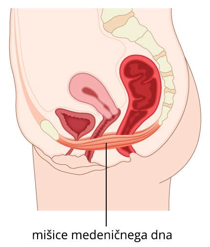 Ilustracija ženskega medeničnega dna