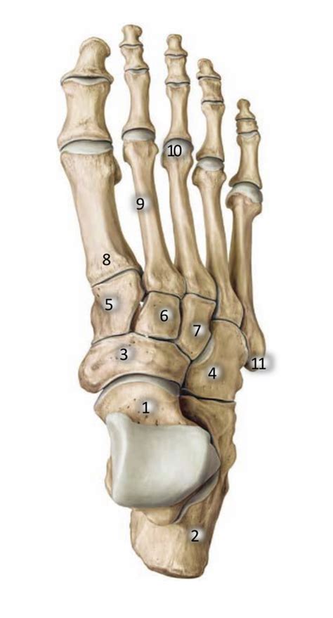 Diagram človeškega stopala z označenimi kostmi in sklepi